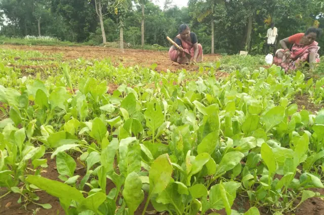 విశాఖపట్నం చుట్టుపక్కల ప్రాంతాల్లో ఆకు కూరలు, కూరగాయలు పాడైపోయాయి