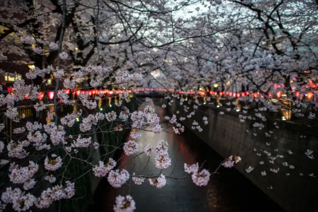 сакура фото