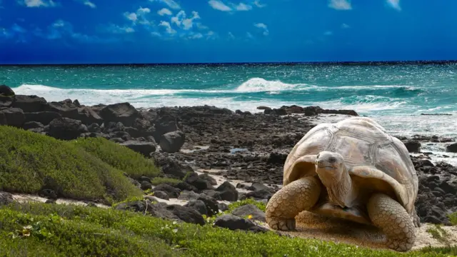 Tortuga