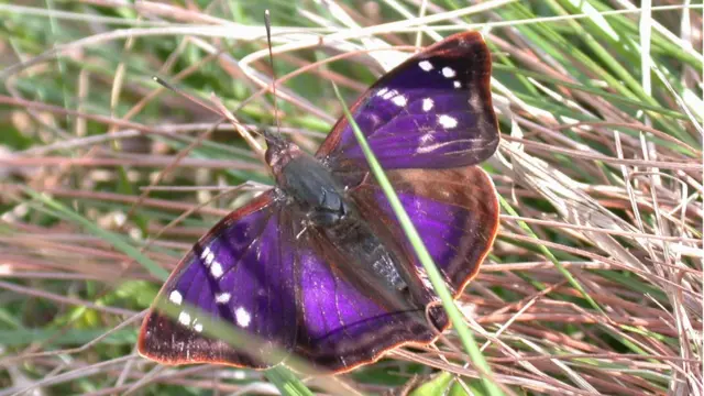 Borboleta Doxocopa kallina