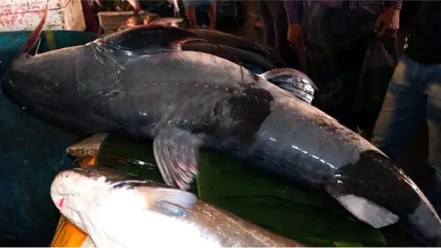 শ্রীমঙ্গলে মেলায় দেড় লাখ টাকা দামের বাঘা আইড়