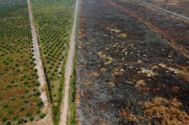 Burnt woodland is pictured next to a palm oil plantation following fires near Banjarmasin in South Kalimantan province, Indonesia, September 29, 2019