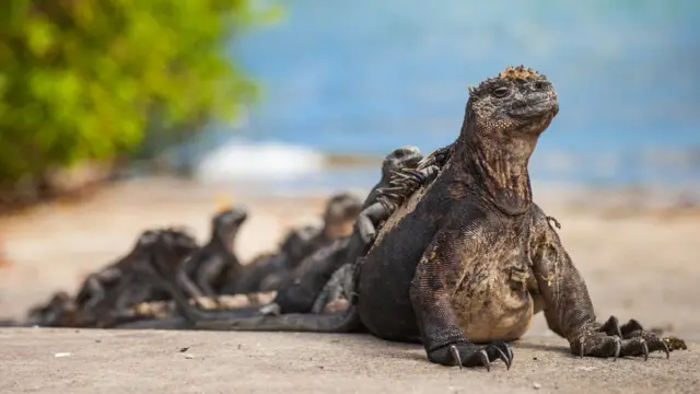 galápagos