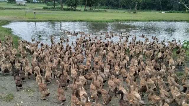 এমন জলাভূমি দরকার হয় হাঁসের জন্য