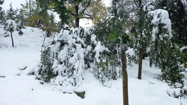 सेब के बाग़