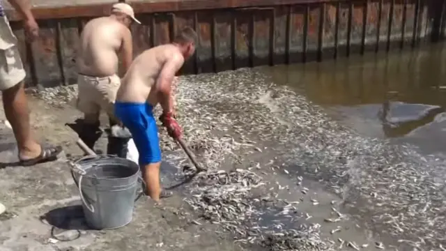 Чоловіки прибирають дохлу рибу з берега граблями