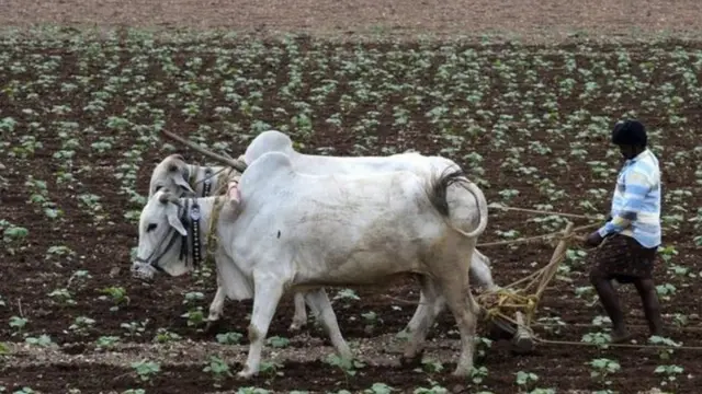 ખેડૂતની પ્રતીકાત્મક તસવીર