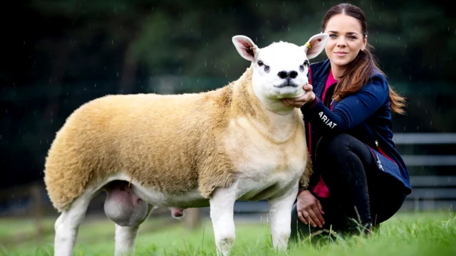 Двойной Бриллиант, ягненок тексельской породы, был продан за "неприличную для покупки овцы сумму денег"