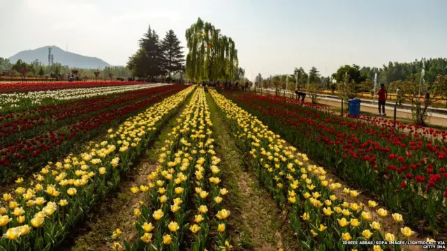 ट्यूलिप गार्डन