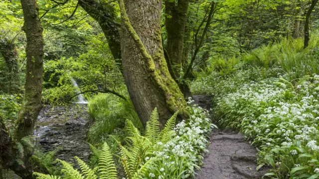 Заросли дикого чеснока в валлийском лесу