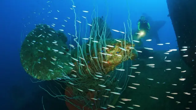 Кораблі, затоплені під час випробувань Бейкера, стали притулком для морських істот