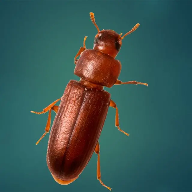 Escarabajo rojo de la harina