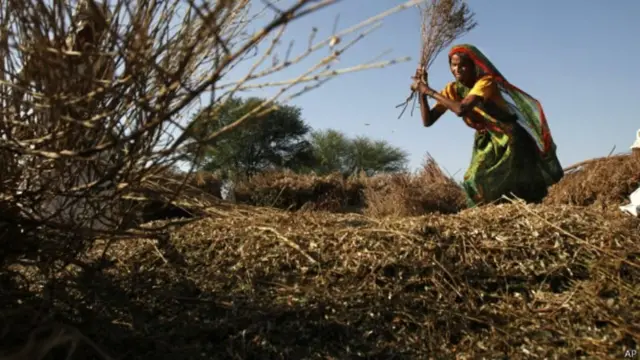 अनाज की बीनाई करती महिला