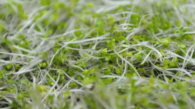 Бебі-броколі