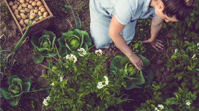 Mulher colhendo alface plantadocassino sportingtech penaltycasa