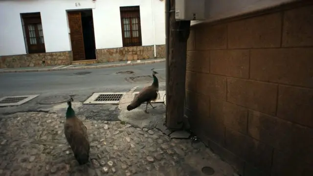 Павичі на вулицях іспанської Ронди під час локдауну в квітні 2020 року