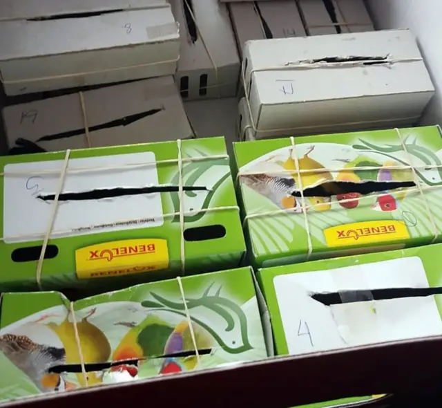 चराहरूलाई कागजका साना बाकसमा राखिएको थियो