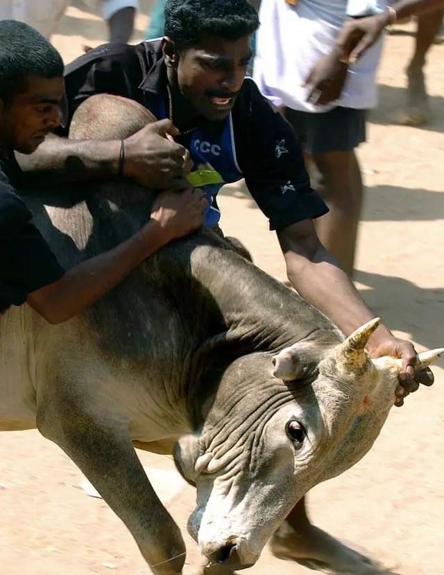 ஜல்லிக்கட்டு - பண்பாட்டுக் கொண்டாட்டமும், நவீன புரிதலும்