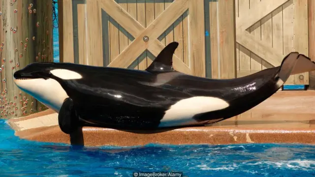 SeaWorld-də balinalar qeyri-təbii şəraitdə yaşayır