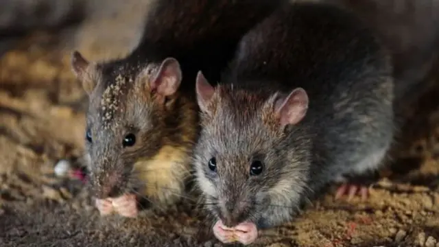 Eku ọlọmu pupọ