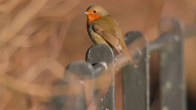 کرسٹین کیروتھرز