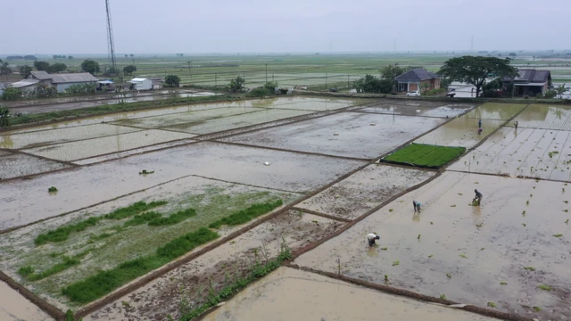 petani perubahan iklim