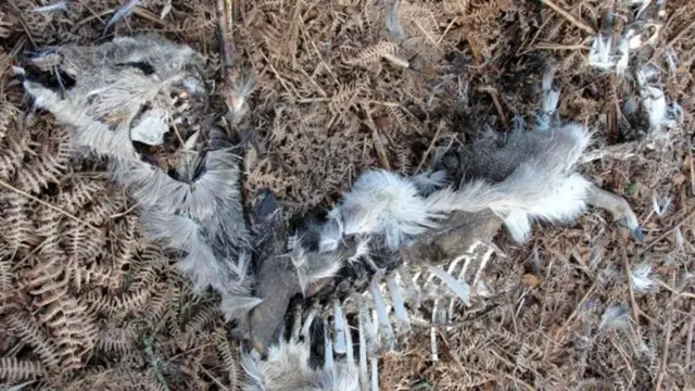 Был ли этот олень убит крупной кошкой?