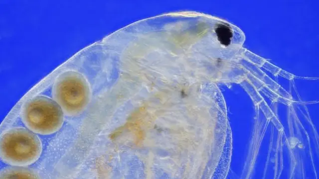 Uma pulga-da-água (Daphnia magna) carregando ovos partenogenéticos