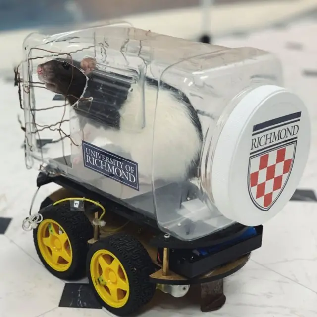 Ifigi itwaye akamodoka, ibi ngo basanze bizigabanyiriza stress