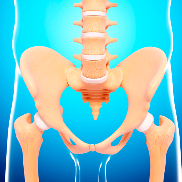 Ilustración de huesos de la columna y cadera