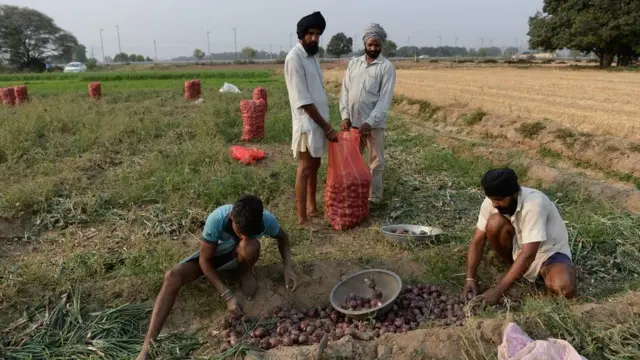 પંજાબમાં ડુંગળીની ખેતી કરી રહેલા ખેડૂતોની પ્રતીકાત્મક તસ્વીર