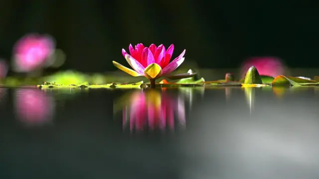 Flores de loto emergiendo del agua