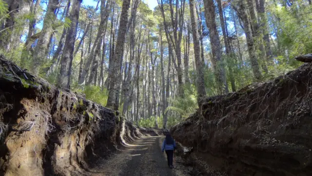 Foto de un lector de BBC Mundo por el tema "Bosques"