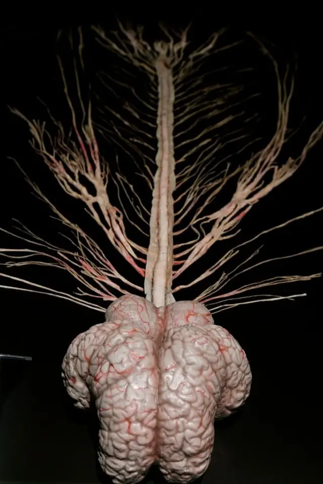 மூளையும் இணைப்புகளும்.