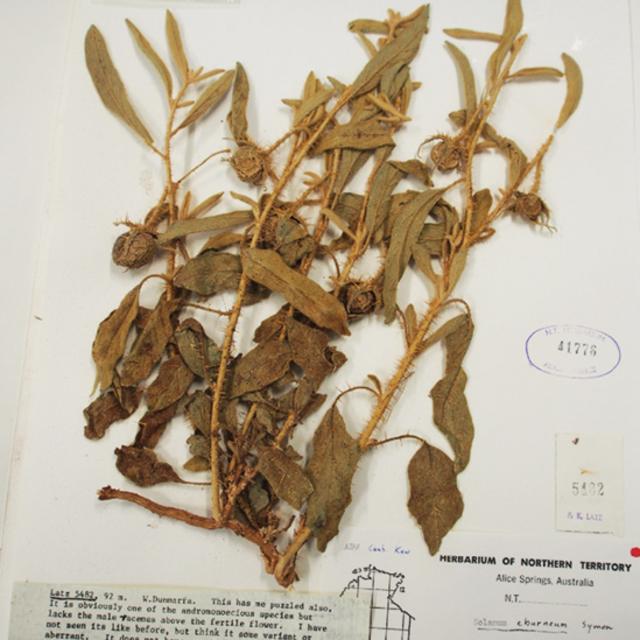 Planta de herbario de Solanum plastisexum