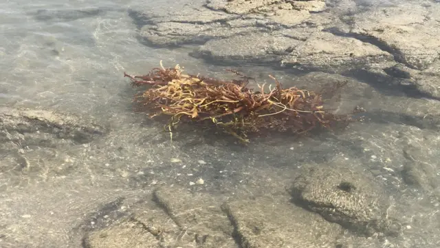 தமிழக கடற்பகுதியை பாதிக்கும் பருவநிலை மாற்றம் - அழியும் பவளப் பாறைகள்