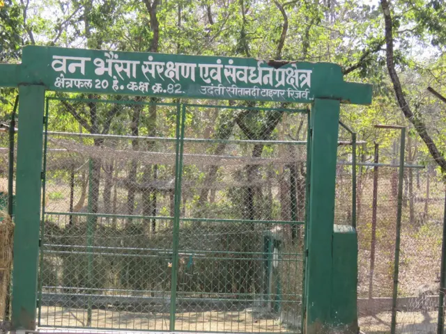 जंगली भैंसा, छत्तीसगढ़