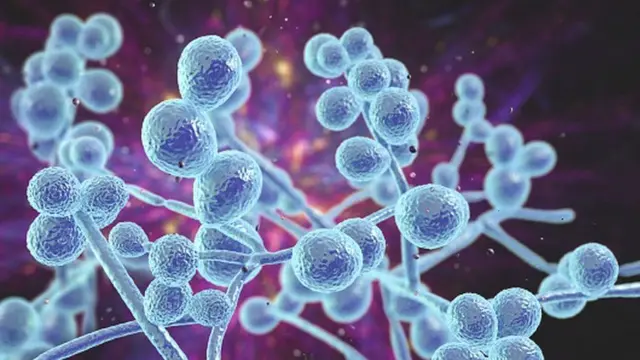 Ilustración de C. auris