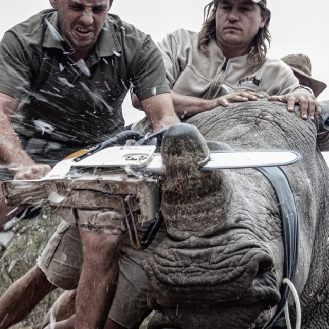 Hombre cortando con una sierra eléctrica el cuerno de un rinoceronte