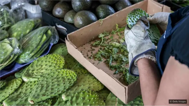 नोपल कैक्टस