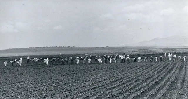 Campesinos mexicanos quitando malezas en una granja en Colorado