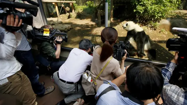 东京上野动物园内媒体包围大熊猫真真拍摄（19/5/2017）
