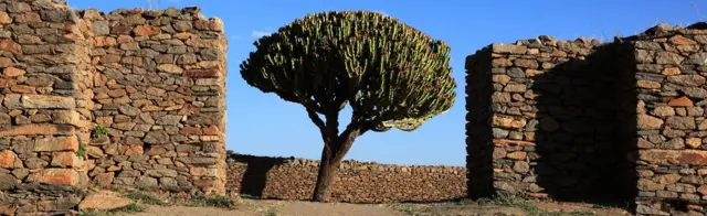 Sebatang pohon di kota Aksum, Etiopia.