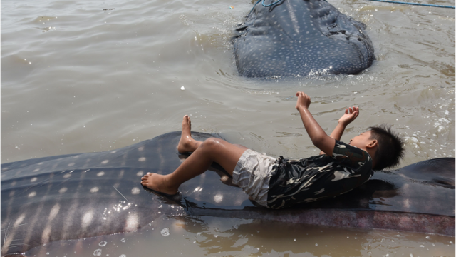 Ребенок резвится на спине мертвой китовой акулы, выловленной у берегов Индонезии