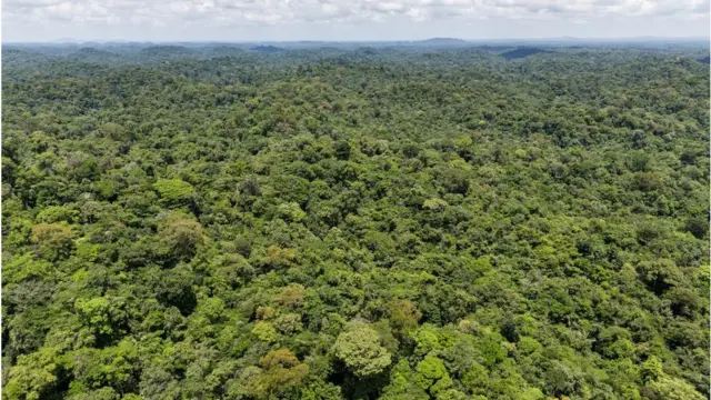 ዱር ኣማዞን ብኽፋል