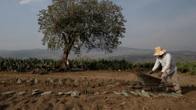 નોપલની ખેતી