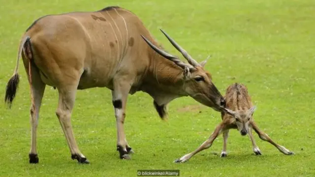 Wata dabbar dawa ta haihu