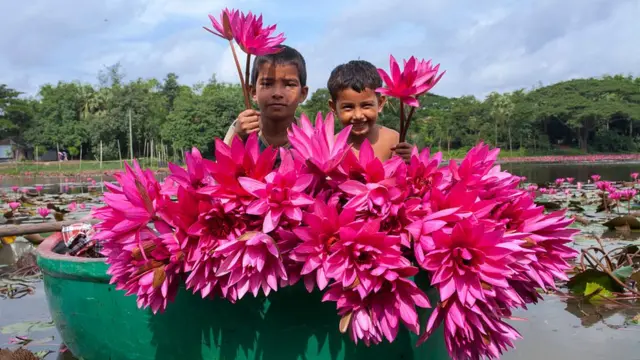 বাংলাদেশের বিভিন্ন জায়গায় শাপলা বিল রয়েছে।