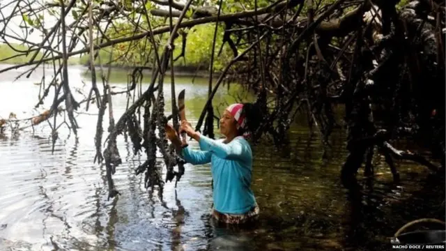 ਬ੍ਰਾਜ਼ੀਲ ਵਿੱਚ ਮੱਛੀ ਤੇ ਕੇਕੜੇ ਫੜਣਾ ਕਿਉਂ ਹੈ ਖ਼ਾਸ