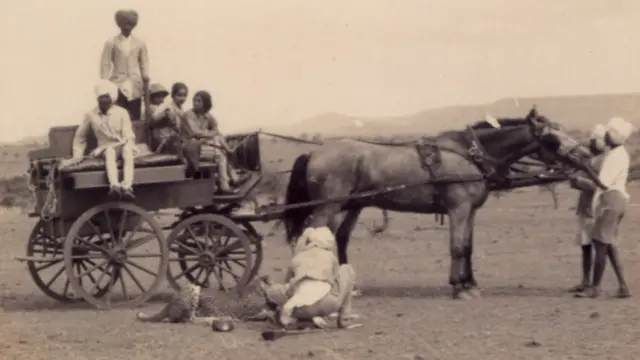 चित्ता, कोल्हापूरमधील चित्ते, चित्ते Cheetah Cheeta Kolhapur